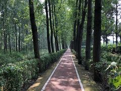 -合肥滨湖国家森林公园