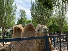 -长白岛森林公园