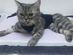 -关爱宠物医院·猫科中心·消化科(滨湖万达分院)