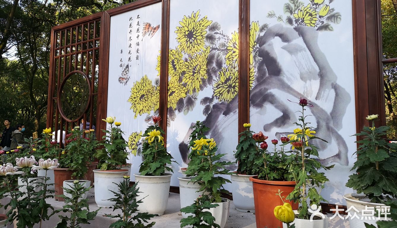 秋意未浓枫难红 千菊争艳百媚娇