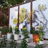 秋意未浓枫难红 千菊争艳百媚娇