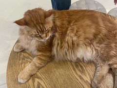 -藏猫猫咖啡主题馆(中央大道店)