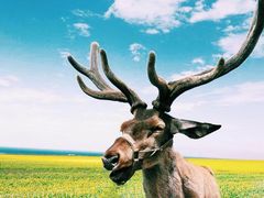 -青海湖国家重点风景名胜区