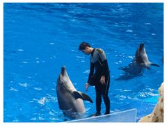 -海合安成都极地海洋公园