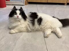 -MOYOYO猫咪咖啡店