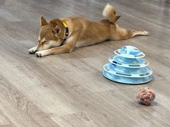 -柴迷FANS CLUB·柴犬狗咖·猫咖