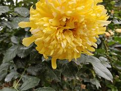 -人民公园(罗湖区)