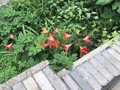 -北极阁公园
