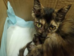 -安安宠医·安宠宠物医院