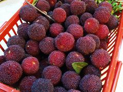 -塘栖枇杷特色园区