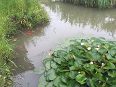 -樂桃源奉贤黄桃种植采摘基地