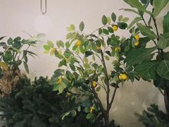 -Ten Olives甜点