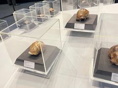 -北京周口店北京人遗址博物馆