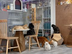 -楼上猫咖(罗湖店)