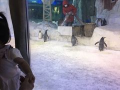 -芜湖新华联大白鲸海洋公园