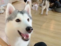 -Husky Go! 哈士奇体验馆·宠物咖啡厅狗咖