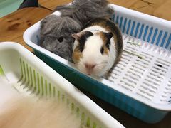 -藦茜花园宠物主题亲子互动体验馆(国顺东路店)