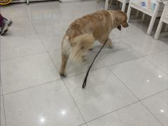 -瑞鹏宠物医院·夜间急症·心超·猫科(祖庙分店)