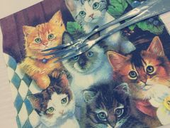 喵的天空-喵的天空名猫咖啡馆·撸猫·猫舍·用品