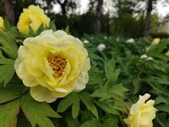 -莲花池公园