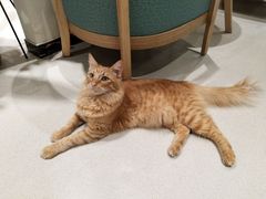 -藏猫猫咖啡主题馆(中央大道店)