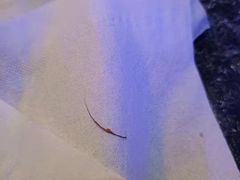 -串亿88烧烤·羊腿·羊蝎子(板泉路店)