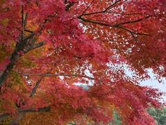 -雨花胜境