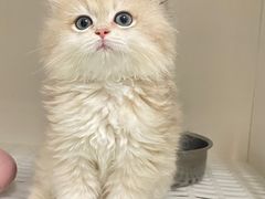 -lincat·猫舍(广州店)