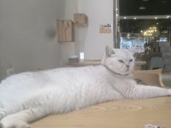 -藏猫猫咖啡主题馆(中央大道店)