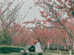 -高东镇樱花园