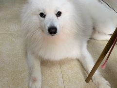 -柴犬高等学院·狗咖·柴犬售卖·宠物训练