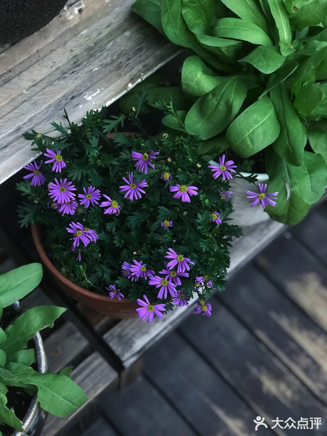 今日分享[礼花]为什么我要买顶楼？