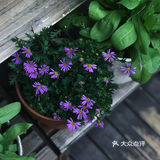 今日分享[礼花]为什么我要买顶楼？