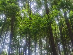 -桤木河湿地公园