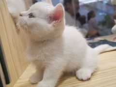 -屋虎猫馆(宝安大仟里店)