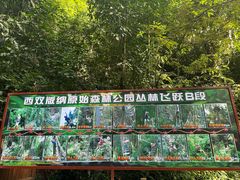 -西双版纳原始森林公园
