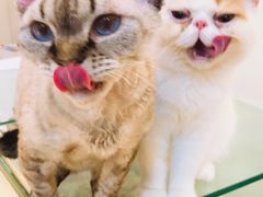 -momokira米努特·德文卷毛猫·棉花面纱犬