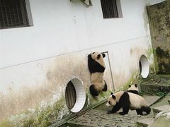 -中国大熊猫保护研究中心雅安碧峰峡基地