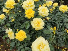 -人民公园(罗湖区)