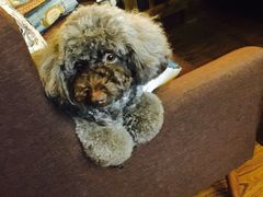-小呆的宠物店·宠物售卖·宠物寄养(城西店)