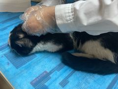 -宠福鑫动物医院(城北分院)