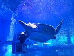 -成都浩海立方海洋公园