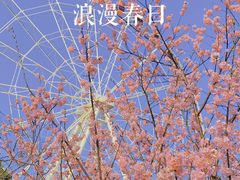 -顾村公园