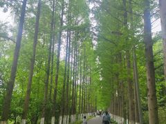 -昆山城市生态森林公园