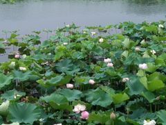 -荷塘月色湿地公园·向阳花洲