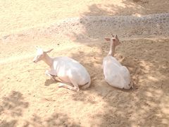 -石家庄市动物园