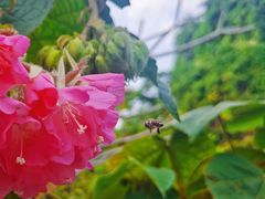 -中国科学院华南植物园