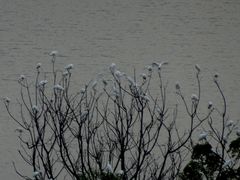 -大湾区中央湿地公园