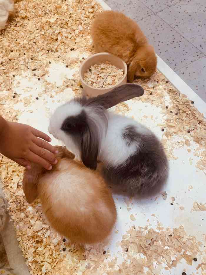 兔窝镇bunnyburrow(万象城店)-"今天路过,在万象城b1,也太可爱了吧,兔