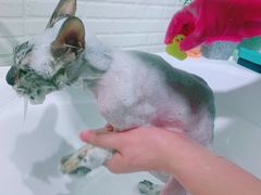 -安安宠医·臻爱宠物医院·宠保定点(营门口路分院)